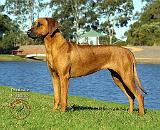 Rhodesian Ridgeback 9P017D-287